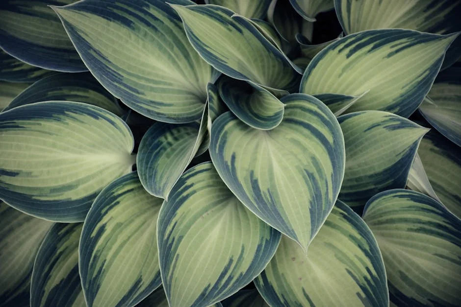 A detailed image focusing on the unique patterns of variegated hosta leaves.