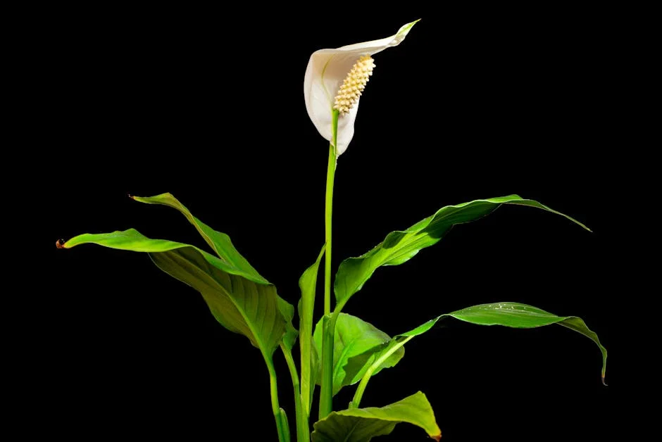 A beautifully lit peace lily with white bloom and green leaves against a black background.