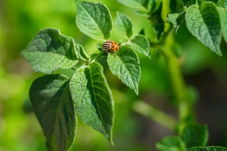How to Keep Your Outdoor Garden Pest-Free Naturally with Easy DIY Tips