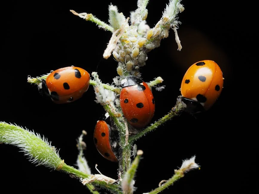loveliness of ladybirds 