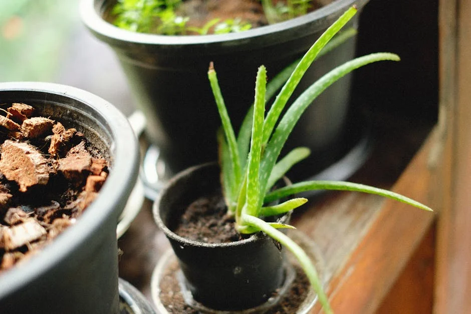 Close-up of potted aloe vera plant on a wooden surface with natural light.
