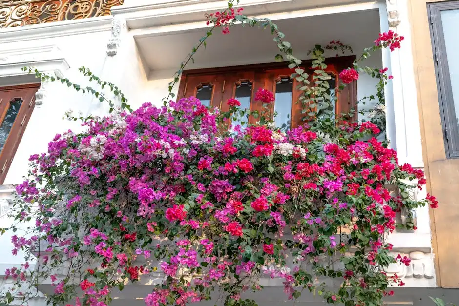 Colorful pink and purple bougainvillea flowers cascading beautifully from a classic balcony.