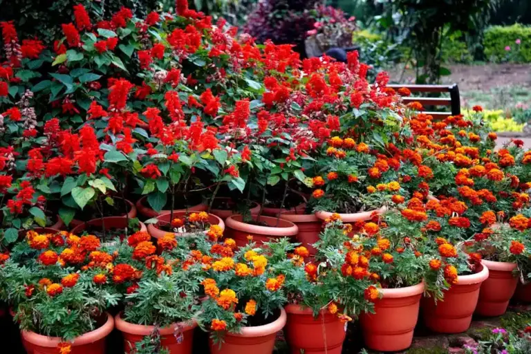 How to Create a Butterfly Friendly Outdoor Garden for Year Round Beauty and Buzz