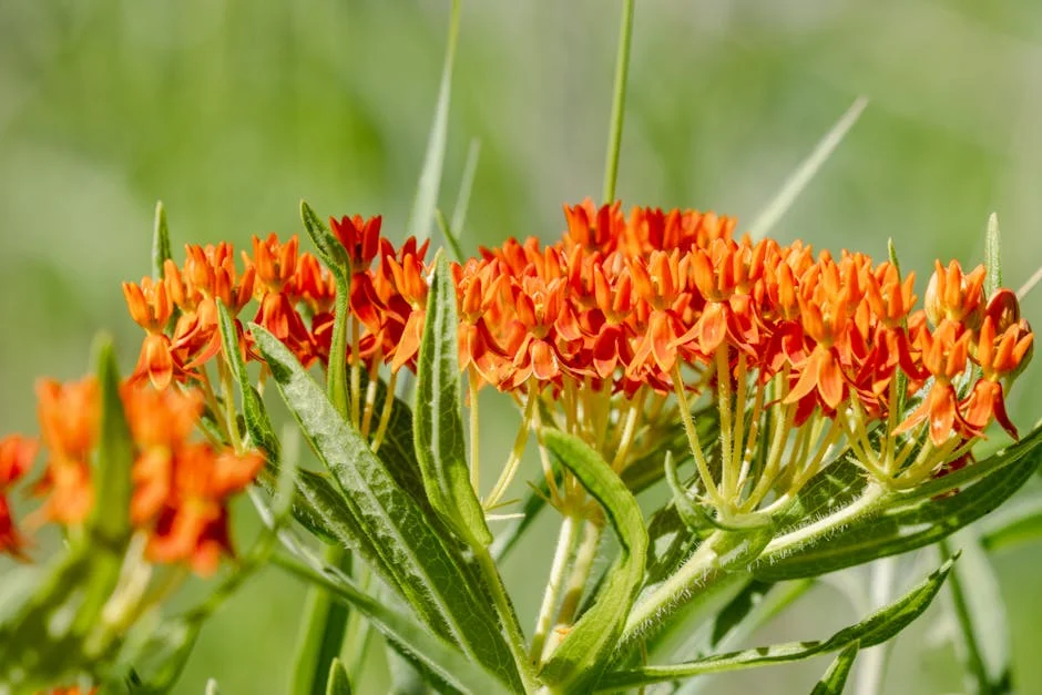 Free stock photo of butterfly milkweed, flowers, nature