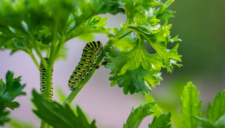 Detailed macro shot of a Black Swallowtail caterpillar on vibrant green parsley leaves.
