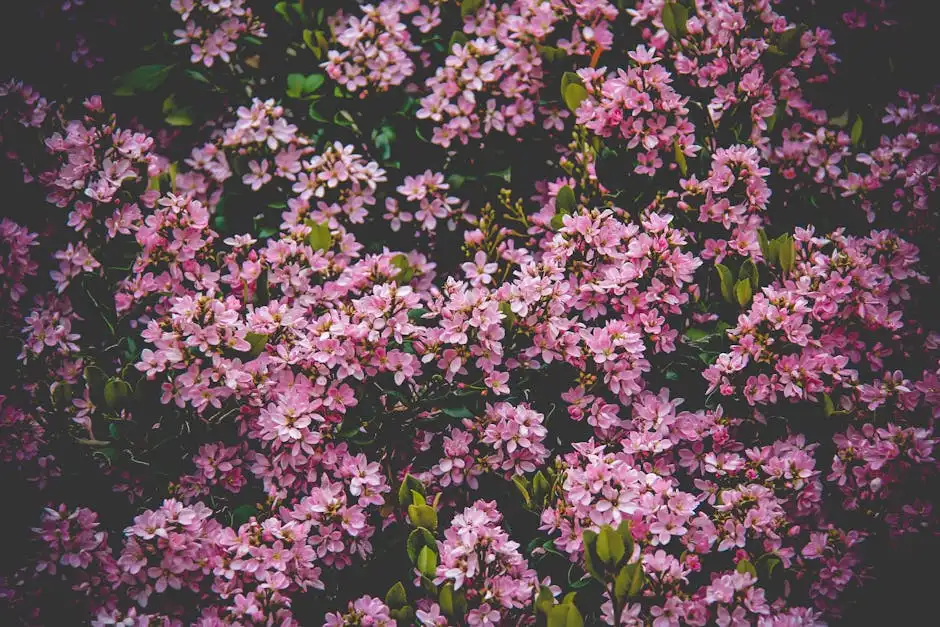 Vibrant pink flowering shrub in full bloom with lush green leaves, captured outdoors in summer.