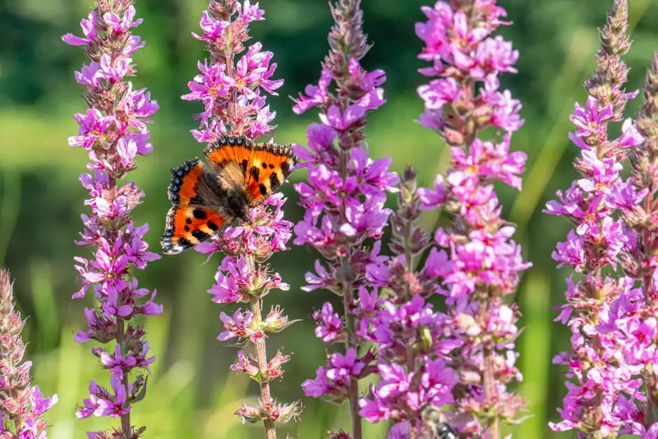 Close-up of a Small Tortoiseshell butterfly on vibrant pink flowers in nature.