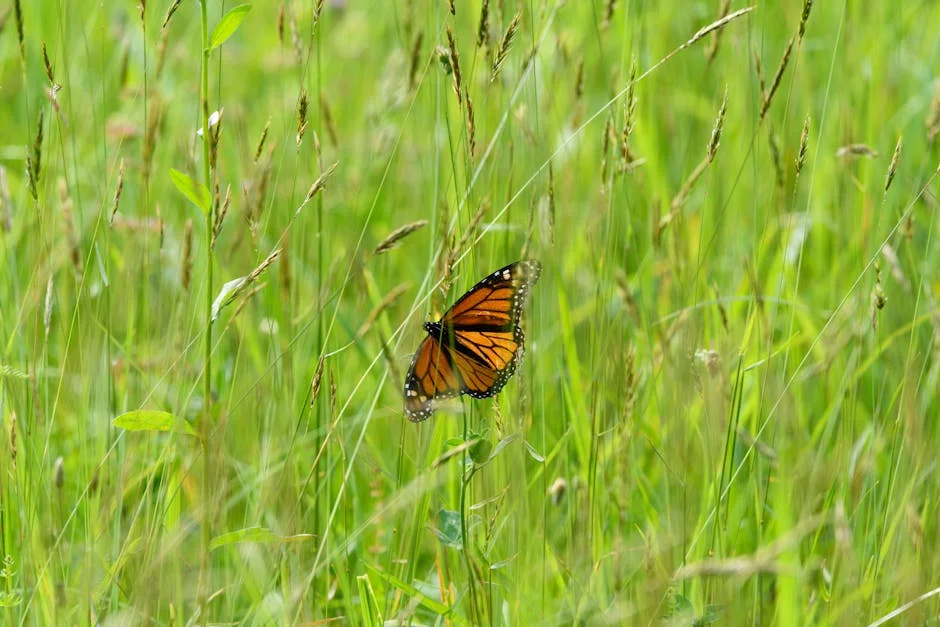 A vivid monarch butterfly perched amid vibrant green grasses during a sunny day outdoors.
