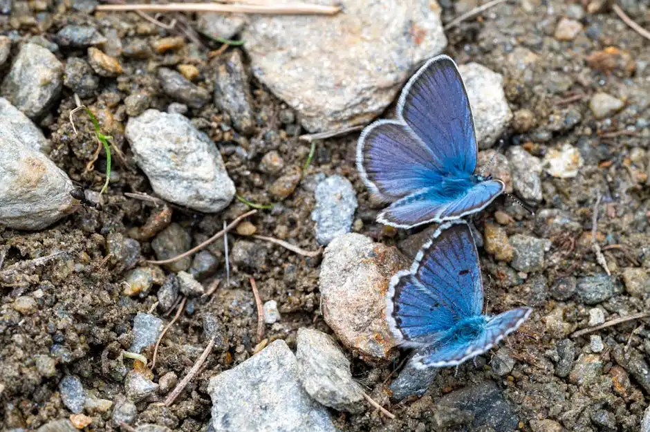 Two blue butterflies rest on a gravel path showcasing intricate wing patterns.