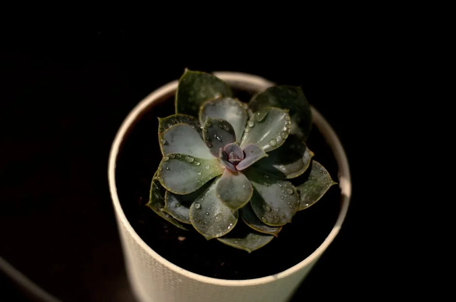 Close-up image of a succulent plant in a pot with water droplets, showcasing its lush, green leaves.