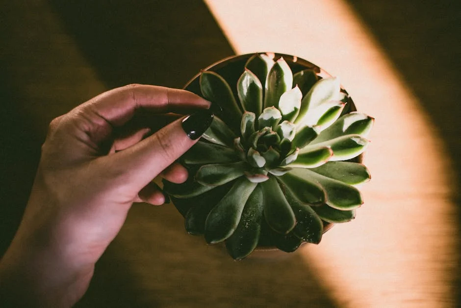 A close-up of a hand holding a green succulent plant under warm, dramatic lighting.