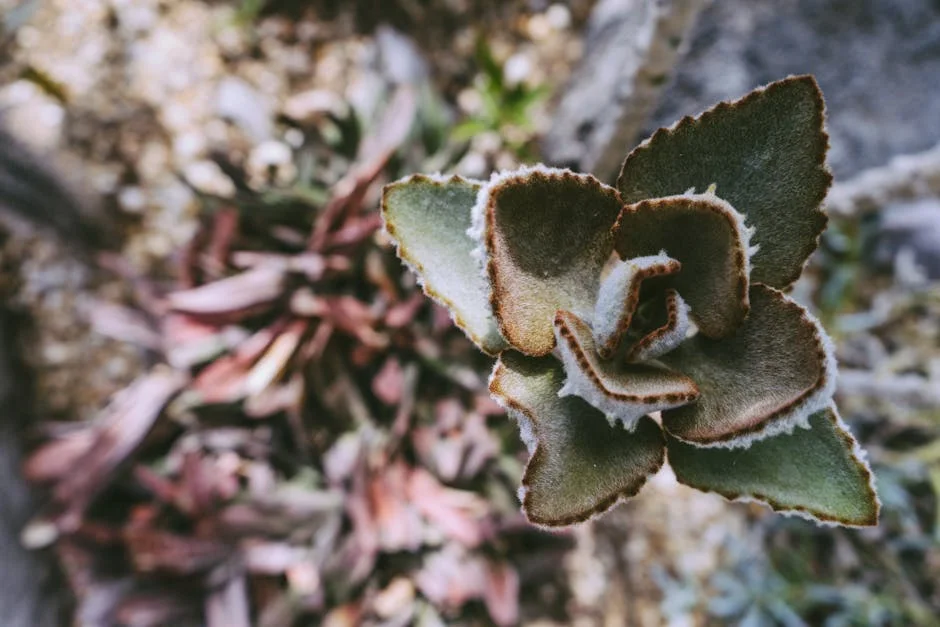 Close-up view of a frosted succulent with fuzzy leaves in an outdoor setting.