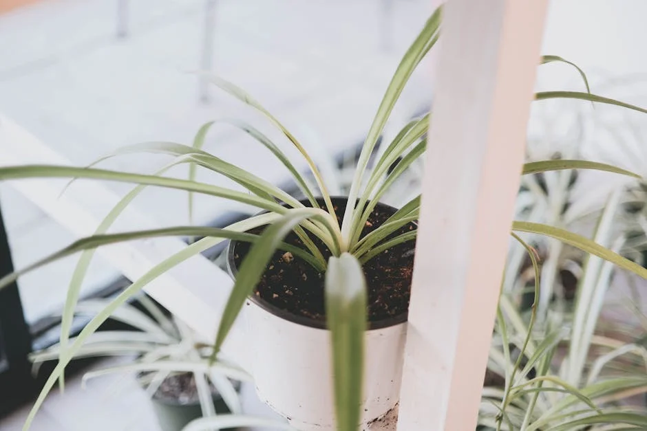 A spider plant in a white pot on a white shelf, perfect for modern interior decor.