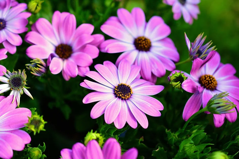 Bright purple daisies in natural light, showcasing vivid colors and intricate petal details.