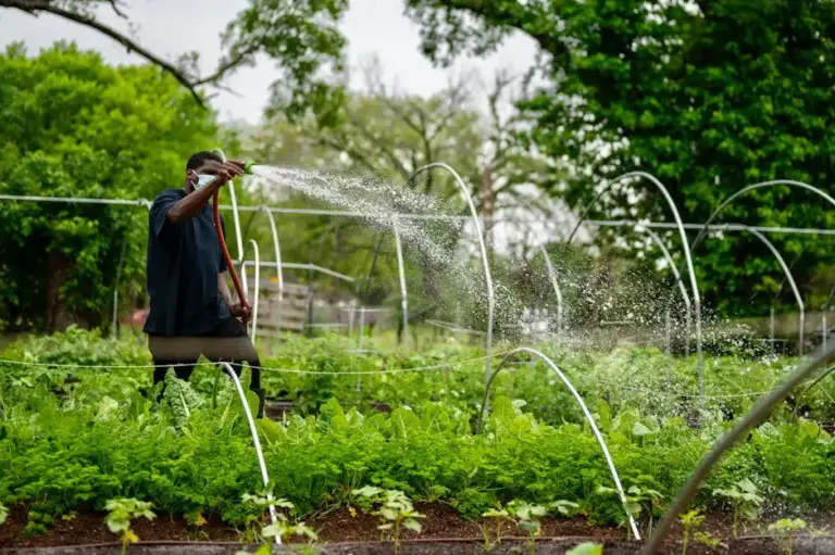 How to Create a Simple Watering Schedule That Works for Healthy, Thriving Plants
