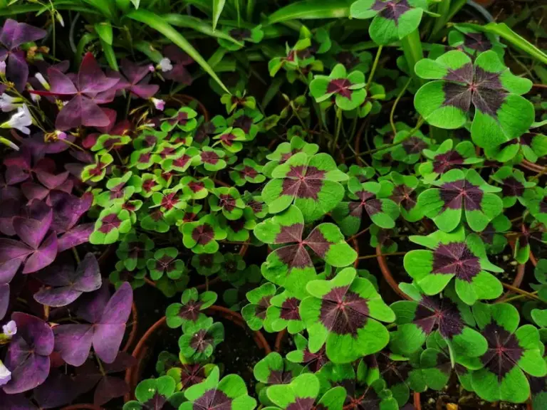 The Best Plants for Gardening Newbies to Grow with Ease and Joy