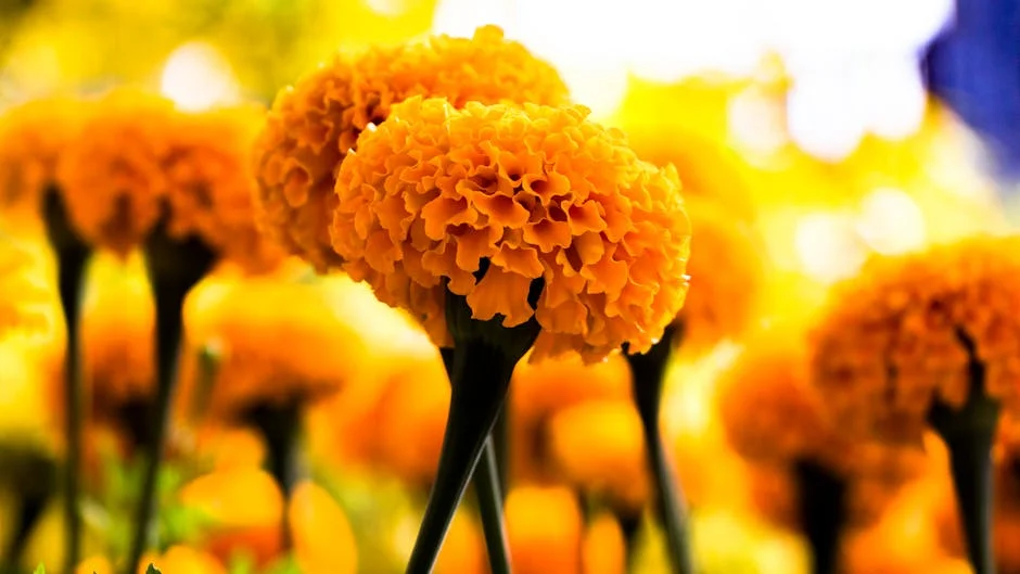 Bright marigold flowers basking in sunlight, showcasing vibrant orange hues.