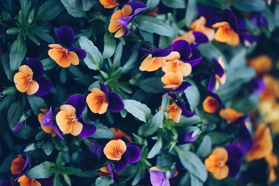 A detailed view of vibrant purple and orange pansies with lush green leaves.