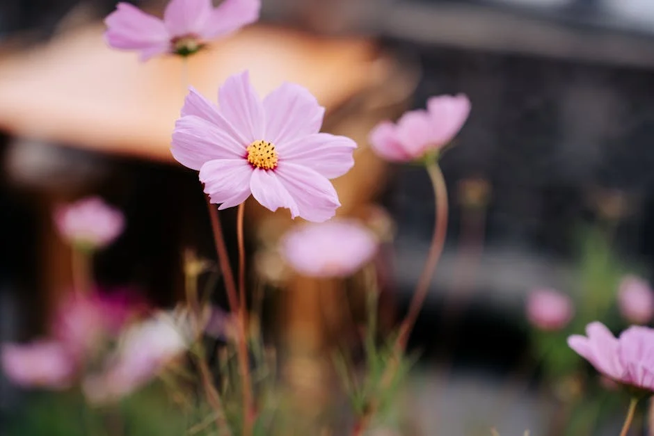 Vibrant pink cosmos flowers in full bloom captured in a serene garden setting.