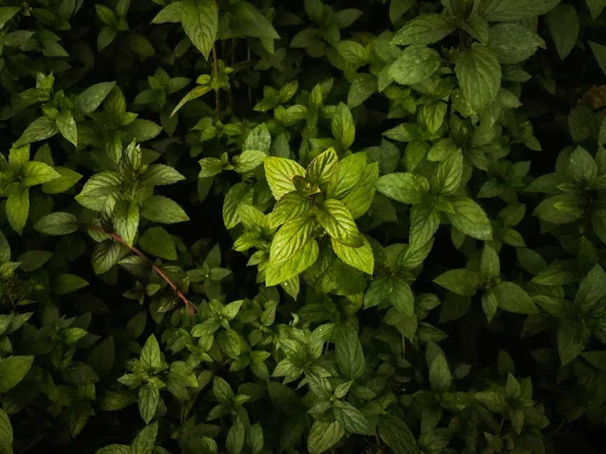 A detailed close-up of vibrant green mint leaves, showcasing natural beauty and fresh foliage.