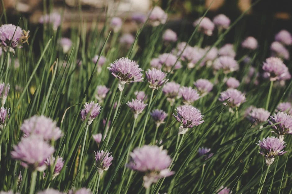 A serene field of vibrant purple chive flowers in full bloom, showcasing natural beauty and tranquility.