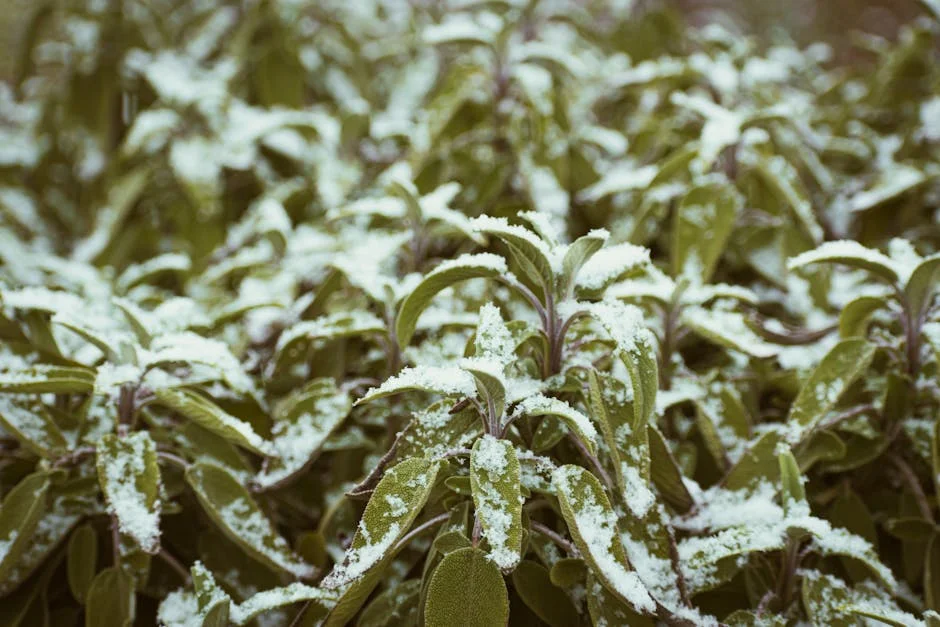 Close-up of sage leaves covered in hoarfrost during winter.