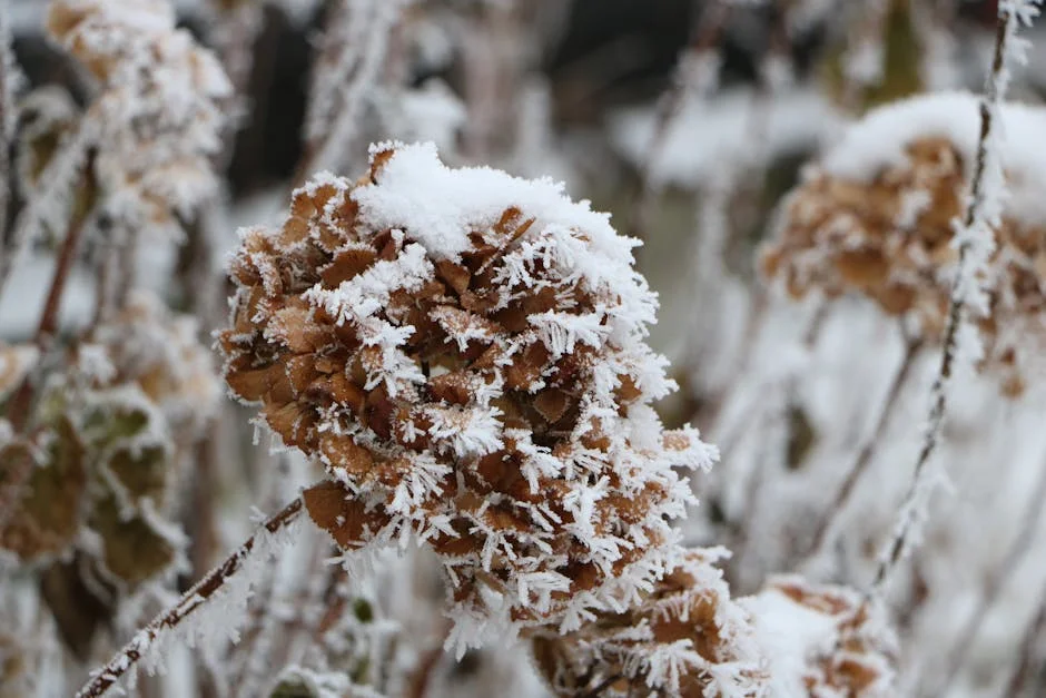 A detailed view of a hydrangea flower covered in snow showcasing winter beauty.
