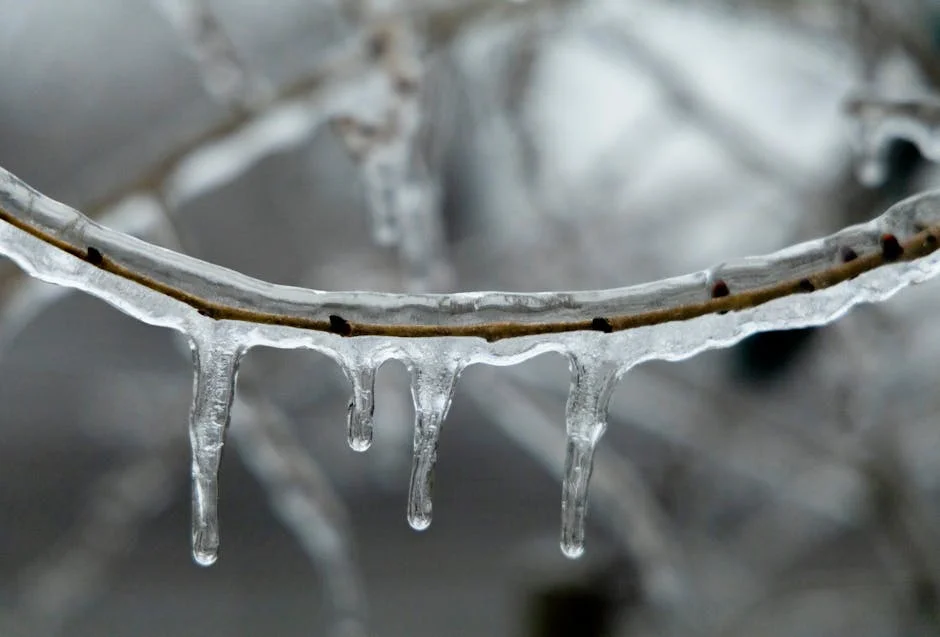 Close-up of icicles hanging from a tree branch during winter in Montreal, Canada.