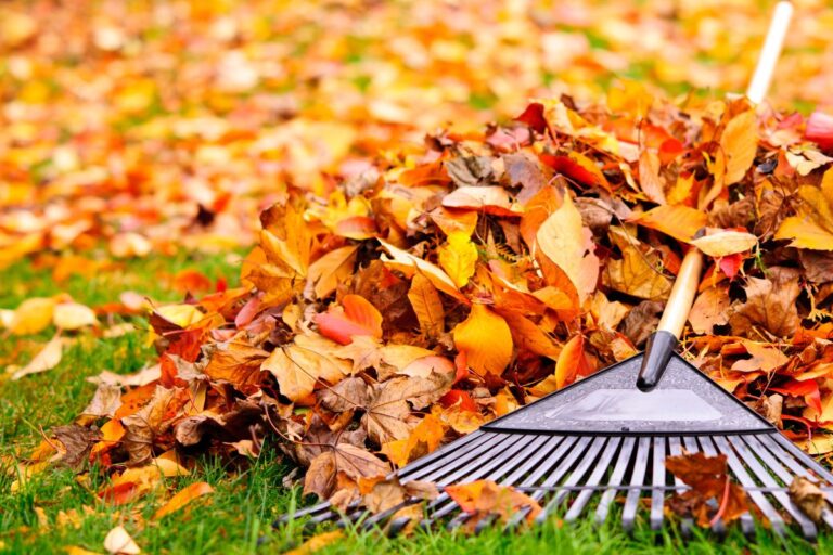 rake and a pile of fall leaves