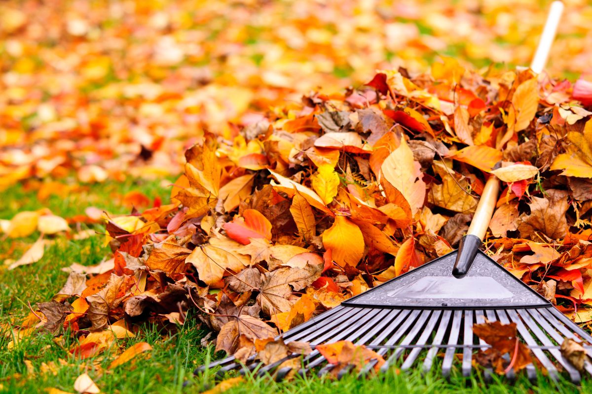 rake and a pile of fall leaves