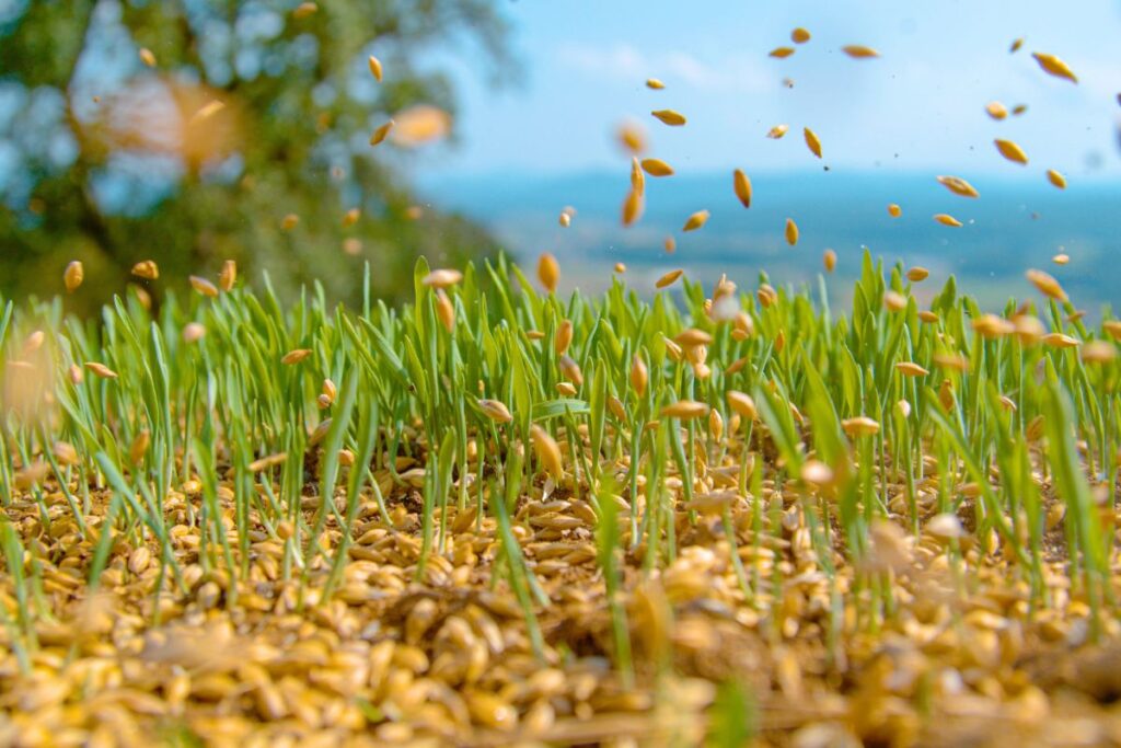 seeds on a lawn -