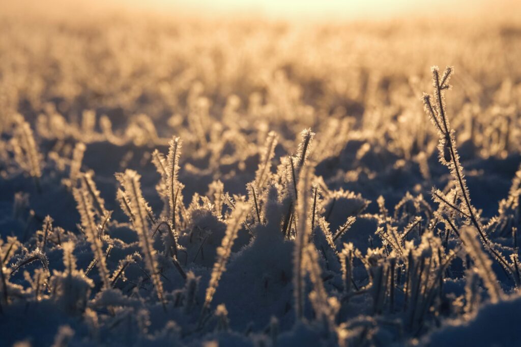 a field covered in snow and frost with the sun shining in the background
