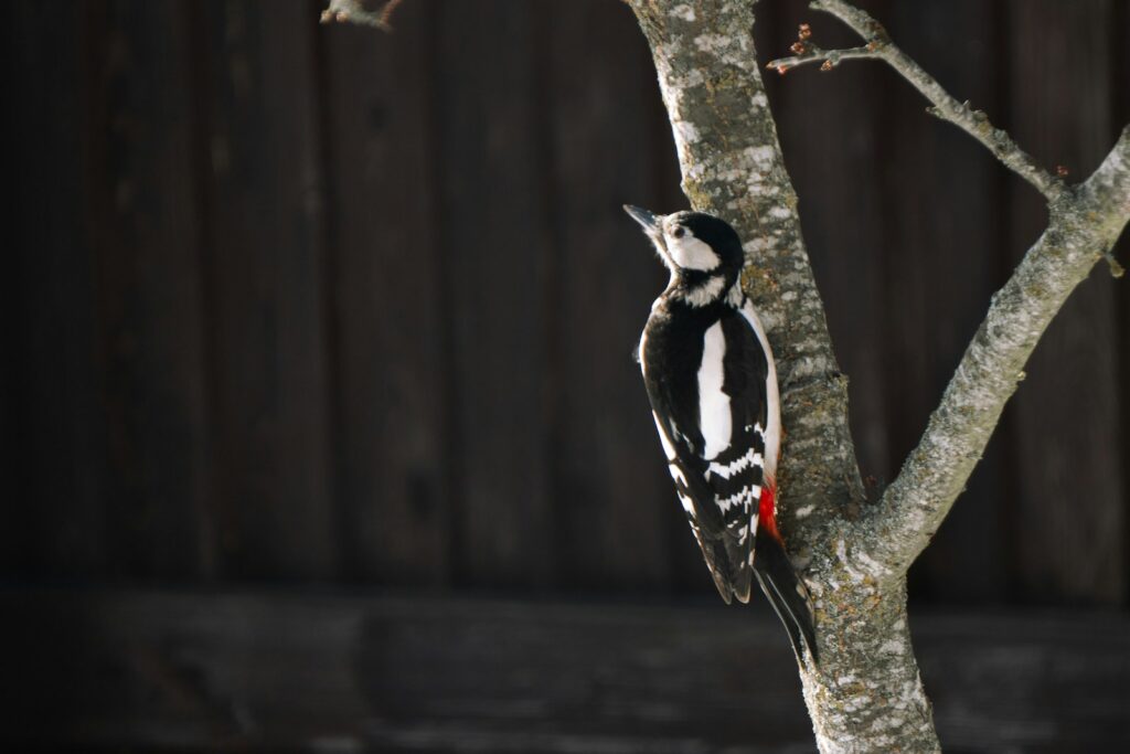 A woodpecker perches on a tree branch.