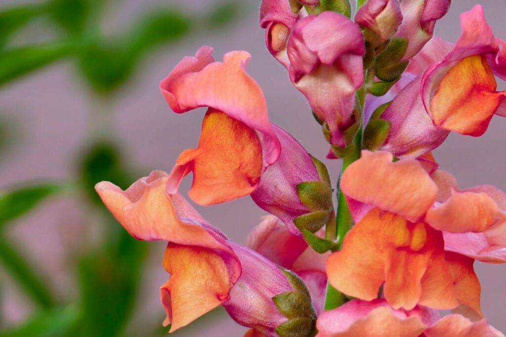 a close up of a pink and orange flower