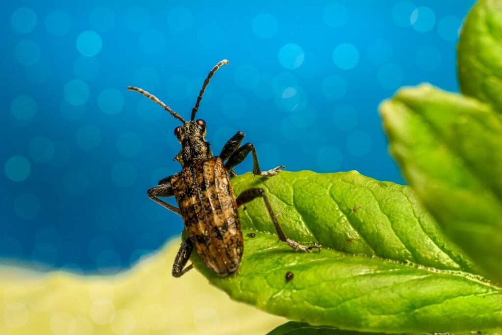 a bug sitting on top of a green leaf