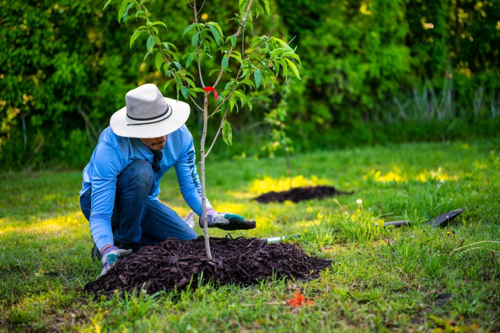 A person in a garden planting a young tree under bright sunlight, showcasing gardening efforts and nature's growth.