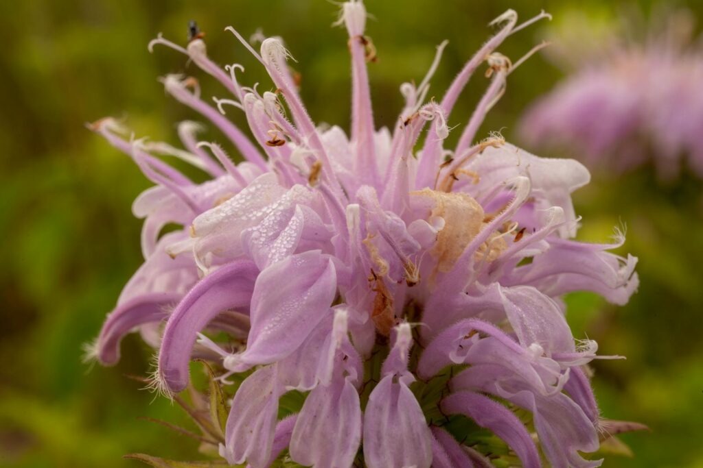 Detailed image of a dewy purple wild bergamot flower in West Newton, MN garden.