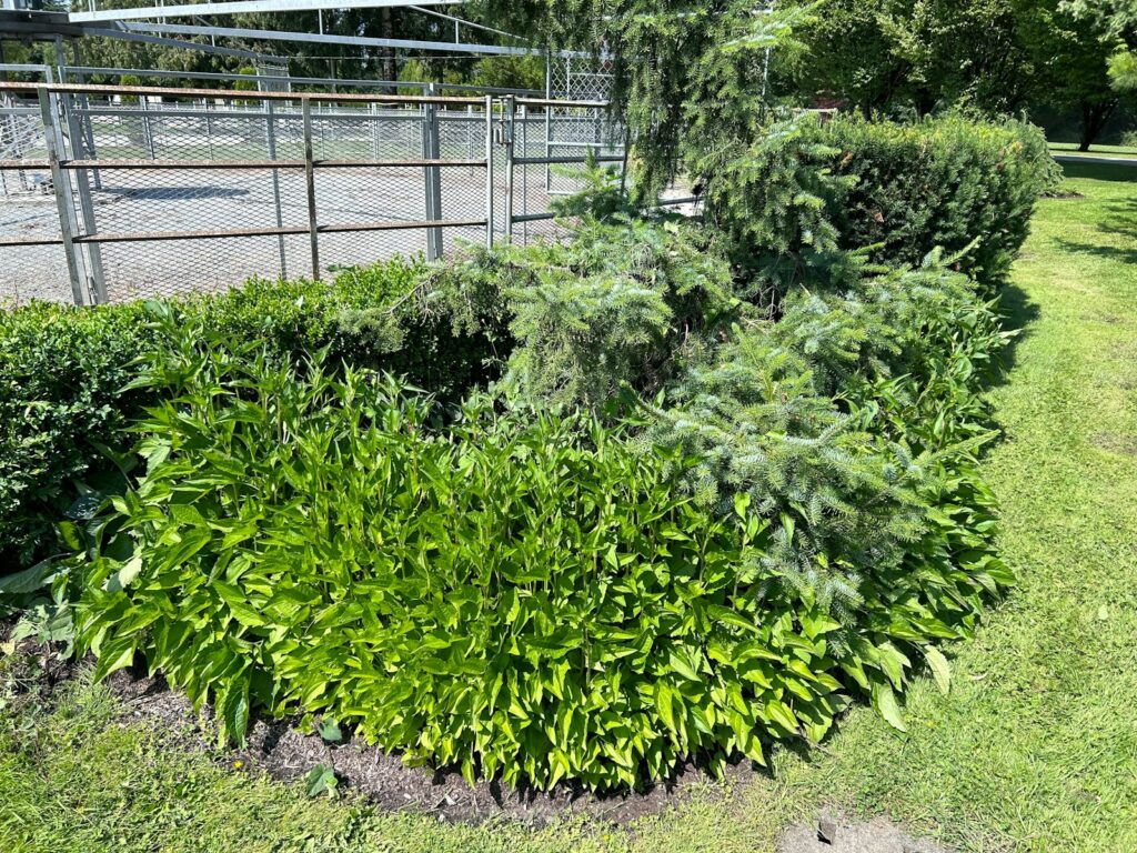 a green bush in the middle of a fenced in area