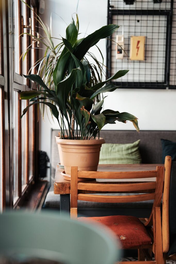 Inviting café interior with a thriving potted Aspidistra on a wooden table, perfect for relaxation.