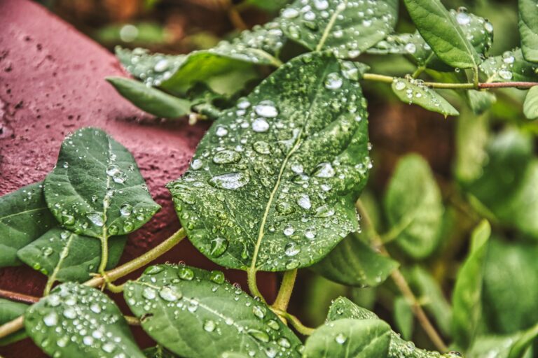 Green leaves covered in fresh water droplets after rain