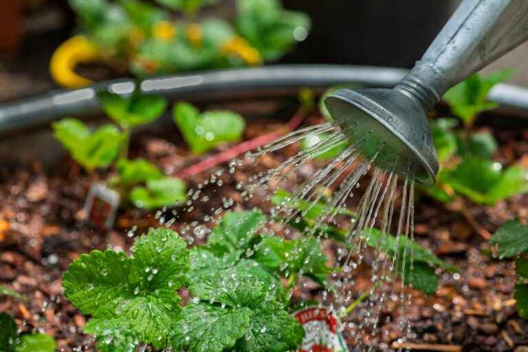 Watering plants with a watering can.