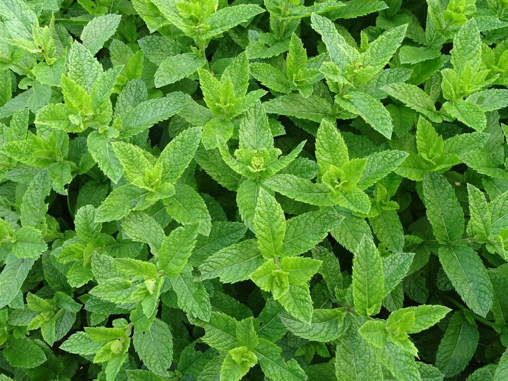 moroccan mint, teeminze, peppermint, mint, tea herbs, green mint, herb, peppermint, mint, mint, mint, mint, mint
