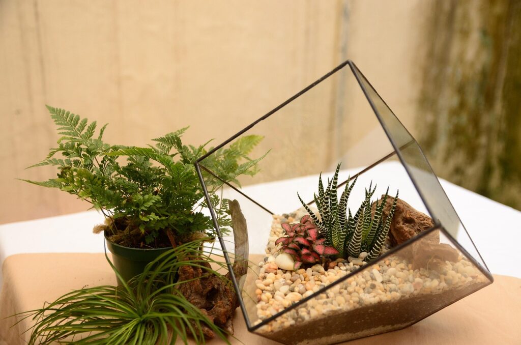 terrarium, tree, nature, geometric