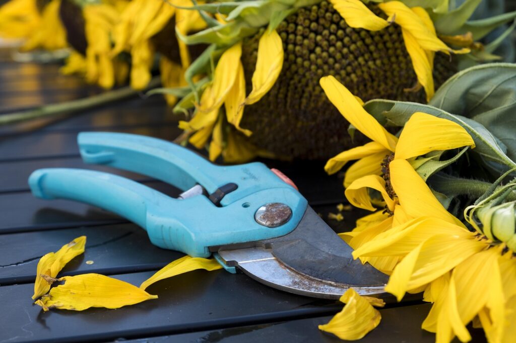 fall, scissors, pruning shears, flower background, beautiful flowers, nature, tool, gardening, garden, garden tools, flower wallpaper, flower, sunflower, blossoms, withered, wilted