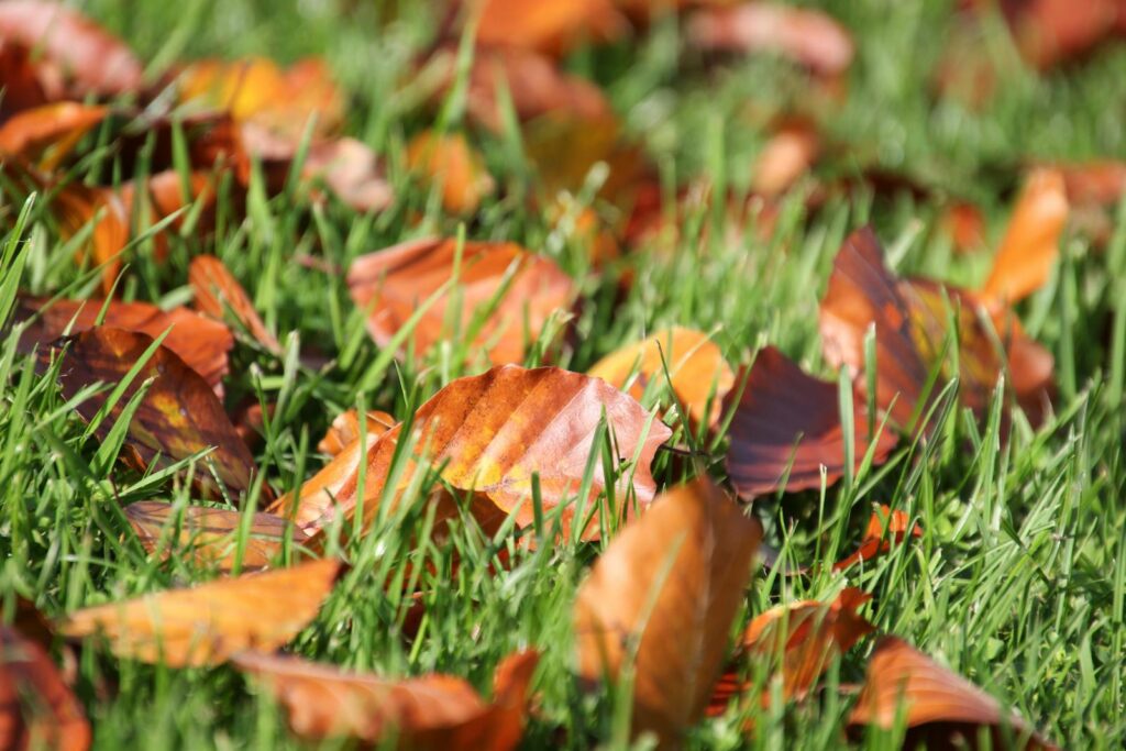 Close-up of colorful autumn leaves scattered on fresh green grass.