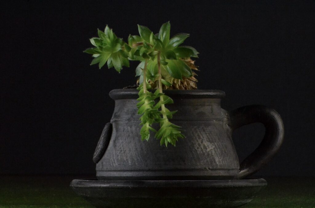 green plant in gray clay pot