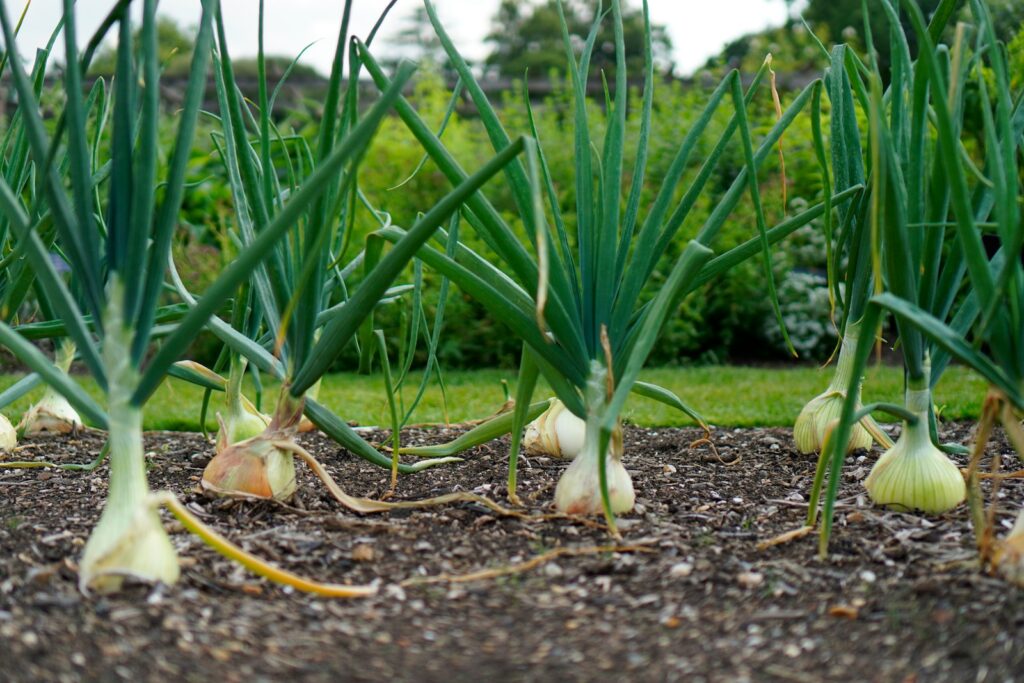 a group of garlic plants growing in a garden