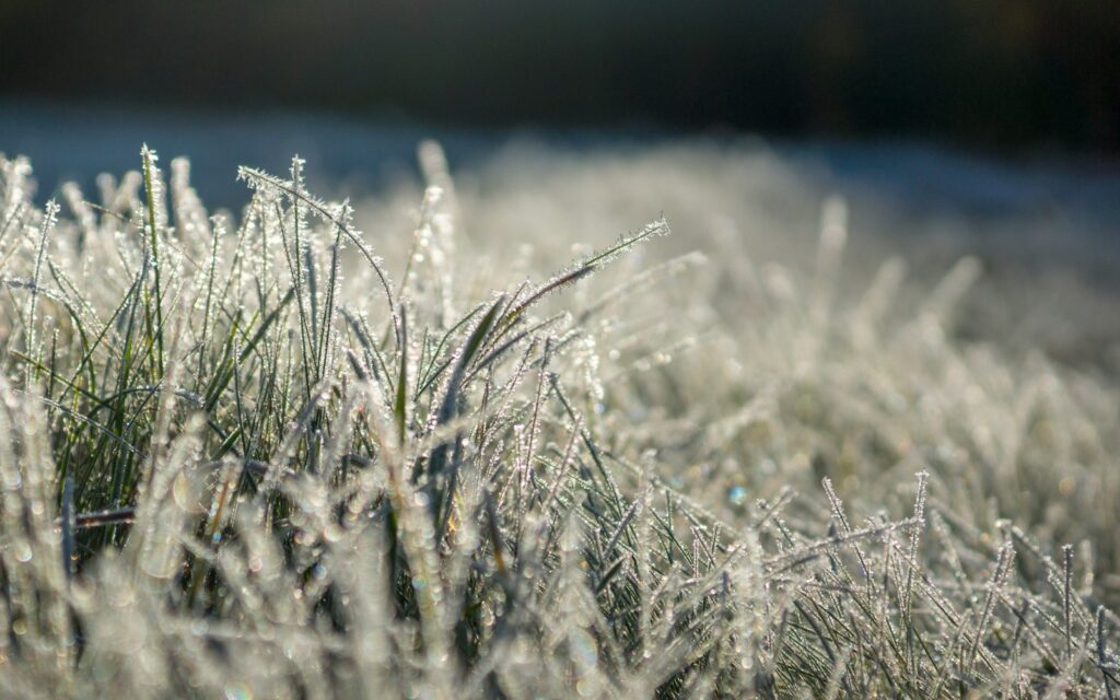 white grass field during daytime