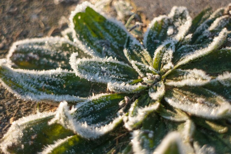 a close up of a plant with frost on it