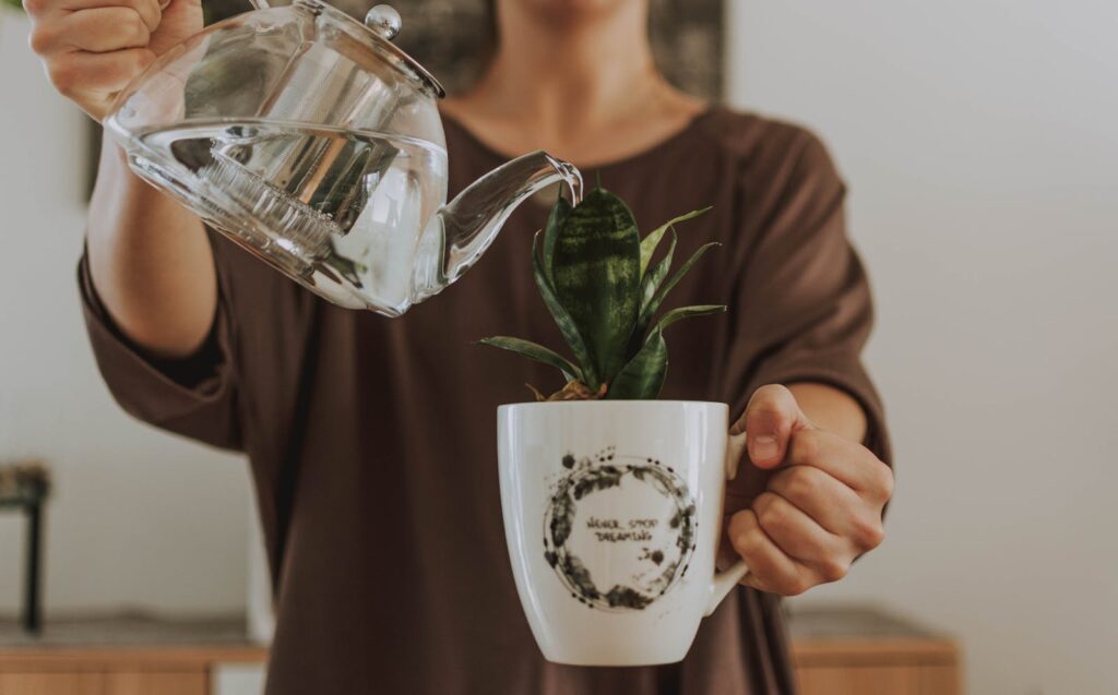 A close-up of a person pouring water from a glass teapot into a mug with a potted plant.
